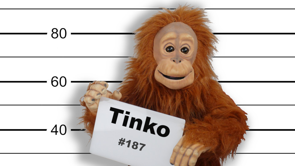 01 Tinko der Affe Polizeifoto von vorne.jpg